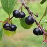 Frangula alnus Fruit