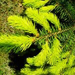 Picea abies List