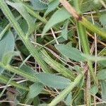 Genista sagittalis Hoja