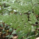 Pteris repens Liść