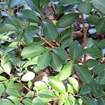 Erythroxylum suberosum Folla