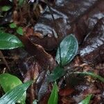 Disperis humblotii Hábito