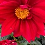 Dahlia pinnataFlower