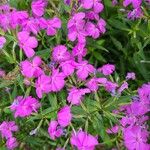 Phlox glaberrima ফুল