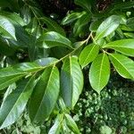 Prunus laurocerasus Folha