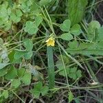 Oxalis dillenii Habit