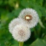 Taraxacum dissectum Плод