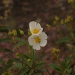 Cistus populifolius Deilen