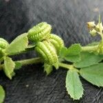 Medicago rugosa Fruit