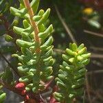 Hypericum empetrifolium Leaf