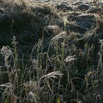 Deschampsia cespitosa Fruto