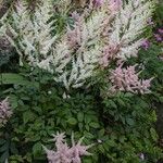 Astilbe japonica Lorea