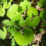 Asarum canadense Liść