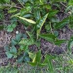Passiflora edulis पत्ता