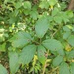 Rubus questieri Blad