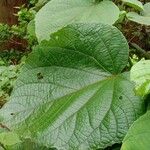 Clerodendrum infortunatum Blad