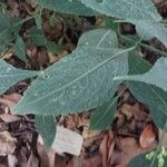 Strobilanthes hamiltoniana Levél