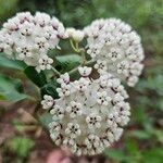 Asclepias variegata 花