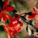 Kalaharia uncinata Квітка