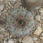 Echinocactus horizonthalonius ᱛᱟᱦᱮᱸ