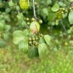 Rhamnus catharticaFruit