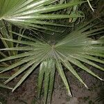 Chamaerops humilis Folha