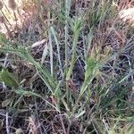 Trifolium angustifolium Likasa