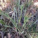 Trifolium angustifolium Feuille