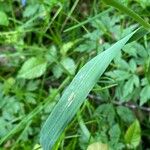 Milium effusum Blad