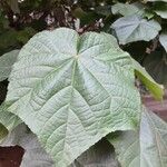 Dombeya wallichii (Lindl.) K.Schum.Folha