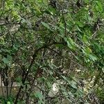 Viburnum cotinifolium Habit