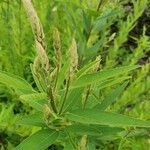 Desmodium canadense Blatt