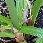 Cyperus papyrus Bark