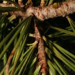 Pinus albicaulis ᱪᱷᱟᱹᱞᱤ