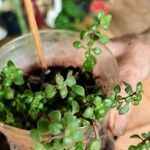 Crassula expansa ഇല