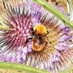 Dipsacus fullonum Žiedas