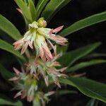 Sarcococca hookeriana Staniste