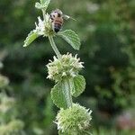 Marrubium vulgare Blad