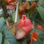 Holmskioldia sanguinea फूल