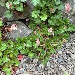 Heuchera abramsii 整株植物