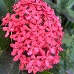 Ixora chinensis Blüte