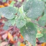 Abutilon indicum পাতা