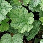 Tellima grandiflora Blad