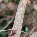 Berberis darwinii Kôra