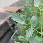 Thalictrum flavum Blad