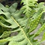 Polypodium vulgare Лист