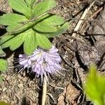 Hydrophyllum capitatum Flower