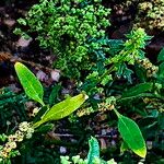 Dysphania botrys Fula