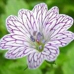 Geranium versicolor 花