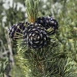 Pinus albicaulis Fruto